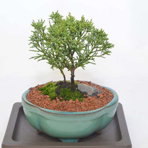 Traditional Bonsai, Shimpaku Juniper, 3 years old, broom, very slow growth, hard to find