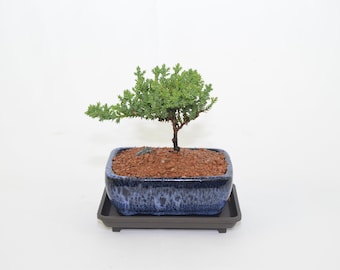 Japanese Juniper, traditional bonsai, 2 years old windswept style ( no shipping to CA )
