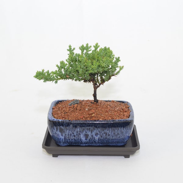 Japanese Juniper, traditional bonsai, 2 years old windswept style