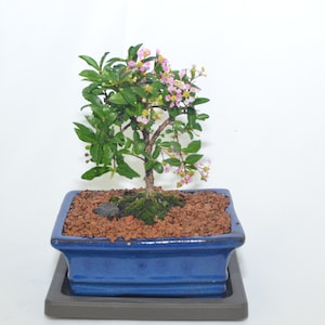 Barbados Cherry, pink flowers and fruits, 5 years old, broom style (No shipping to CA)