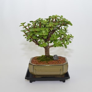 May include: A small green bonsai tree in a brown ceramic pot with a black tray. The tree has a thick trunk and many branches with small green leaves.