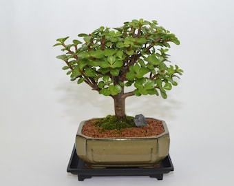 Mini Jade (money plant) 6 years old for indoor, broom style ( no shipping to CA )