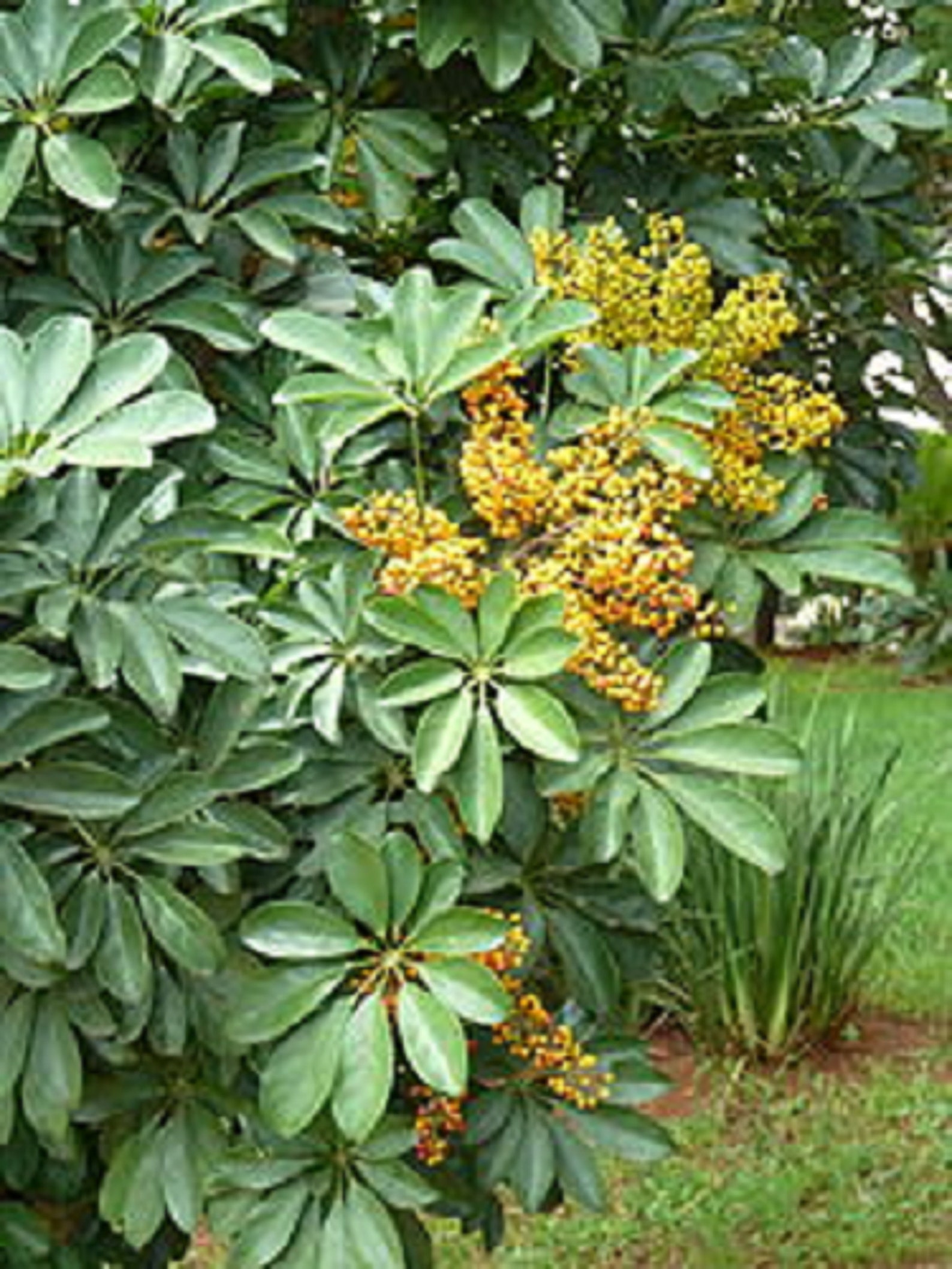 Dwarf Schefflera Hawaiian umbrella tree spiral style 6 Etsy