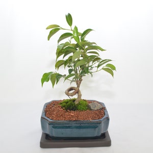 Indoor Bonsai, Ficus Oriental, Spiral style, 6 years old