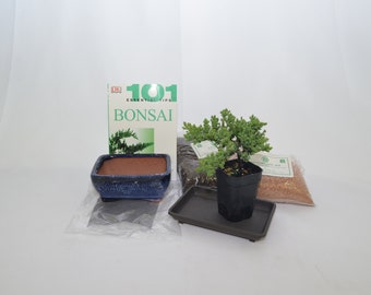 Bonsai starter kit / Small, do it yourself Bonsai.