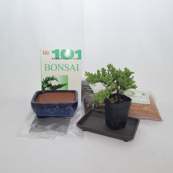 Bonsai starter kit / Small, Do it yourself Bonsai.