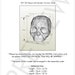 DIY 3D Human Skull Paper Model, Skull Paper 3D, Low Poly Human Skull ...