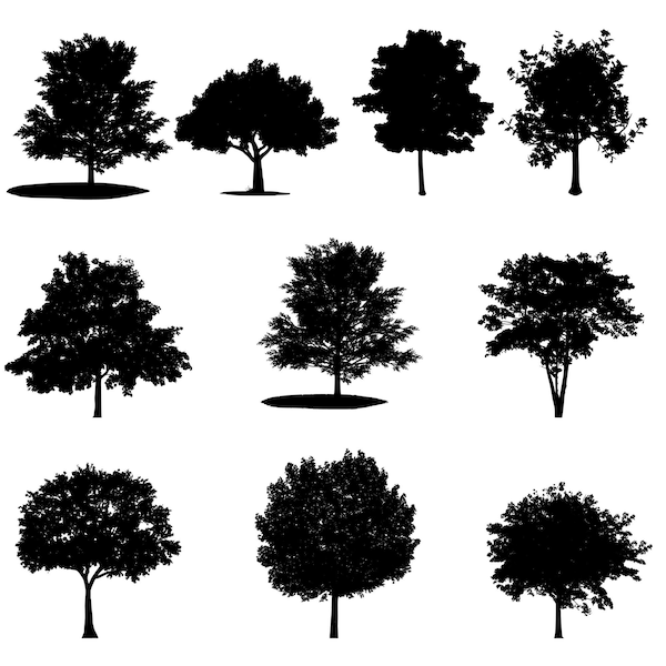 Maple tree silhouette vector bundle of 10 - digital download file SVG black and white