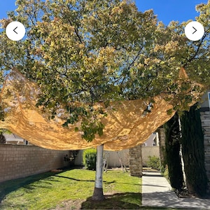 May include: A large tree with a tan fabric canopy draped over it, creating shade in a backyard setting. The tree trunk is white and the fabric is translucent, allowing sunlight to filter through.
