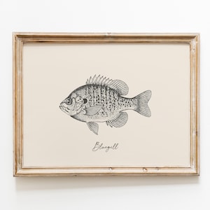 Op de afbeelding: Een ingelijste prent met een gedetailleerde zwart-wit illustratie van een blauwkeelzonnebaars. De vis is in profiel afgebeeld, met gedetailleerde schubben en vinnen. Het woord "Bluegill" staat in cursief onder de vis.
