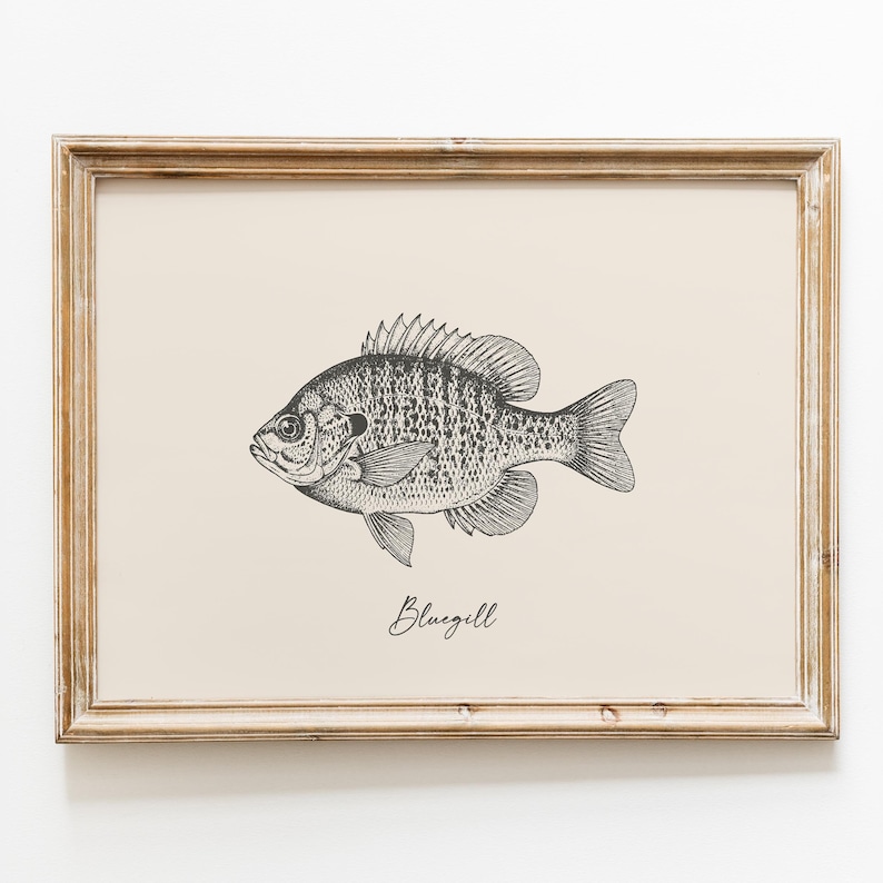 Op de afbeelding: Een ingelijste prent met een gedetailleerde zwart-wit illustratie van een blauwkeelzonnebaars. De vis is in profiel afgebeeld, met gedetailleerde schubben en vinnen. Het woord "Bluegill" staat in cursief onder de vis.