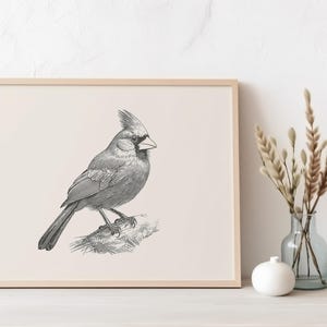 Puede incluir: Una l&aacute;mina de arte enmarcada que presenta un dibujo lineal detallado en blanco y negro de un p&aacute;jaro cardenal posado en una rama. La obra est&aacute; sobre un fondo beige claro y encerrada en un marco de madera sencillo de color claro.