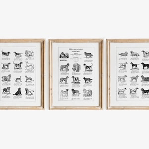 Set of 3 Dog Prints / Vintage Dog Print / Educational Dogs Print / Dog Breeds Poster / Antique Dog Print / Black and White Dog Print