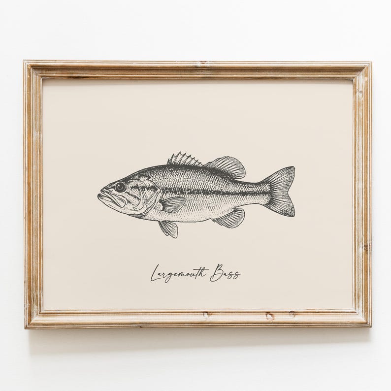 Op de afbeelding: Een ingelijste prent met een zwart-wit illustratie van een largemouth bass. De vis is in profiel afgebeeld, met zijn vinnen, schubben en kenmerkende bek. De tekst "Largemouth Bass" staat in cursiefschrift eronder. De lijst is lichtbruin.
