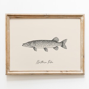 Op de afbeelding: Ingelijste print met een gedetailleerde zwart-wit illustratie van een snoek. De vis is in profiel afgebeeld, met de naam "Northern Pike" in cursief eronder. De lijst is lichtbruin.