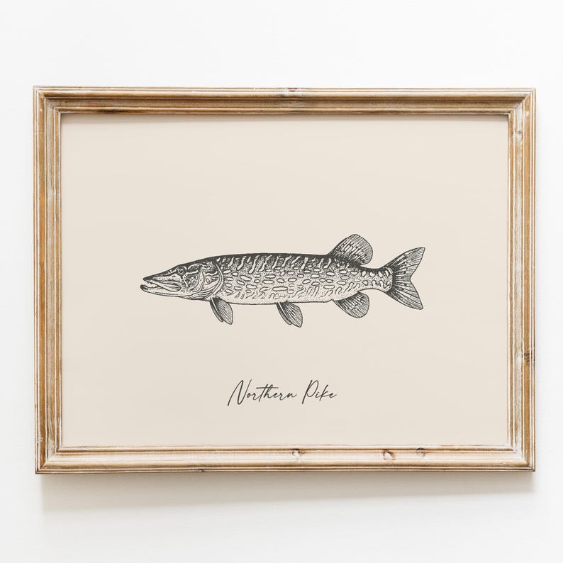 Op de afbeelding: Ingelijste print met een gedetailleerde zwart-wit illustratie van een snoek. De vis is in profiel afgebeeld, met de naam "Northern Pike" in cursief eronder. De lijst is lichtbruin.