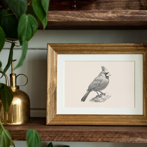 Puede incluir: Un marco de madera rectangular con un paspart&uacute; de color claro que contiene una ilustraci&oacute;n en tinta negra y blanca de un p&aacute;jaro cardenal posado en una rama. El ave se muestra de perfil, destacando su cresta, pico y plumas detalladas.