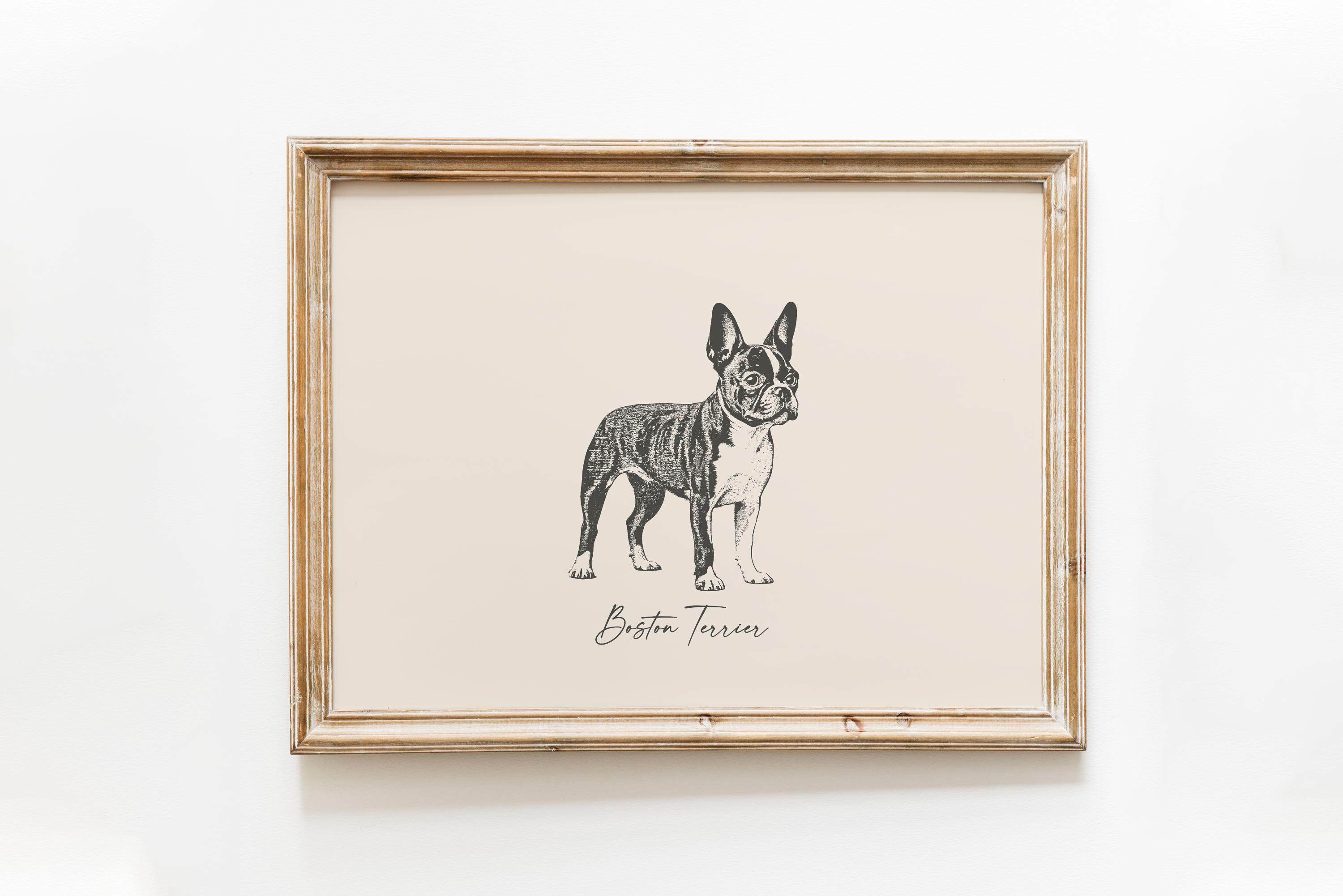 Dog Vintage Print | Boston Terrier Print | Dog Drawing | Farmhouse Print | Countryside Wall Art