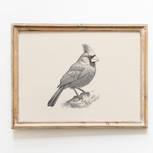 Kardinal Vintage Print | Kardinalzeichnung | Bauernhaus Druck | Bauernhaus Wanddekor | Landhaus Kunst | Winter Vogel Kunst | Weihnachtsdruck