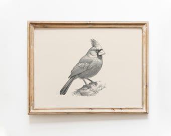 Cardinal vintage print | Cardinal drawing | Farmhouse print | Farmhouse wall decor | Country wall art | Winter bird art | Christmas print
