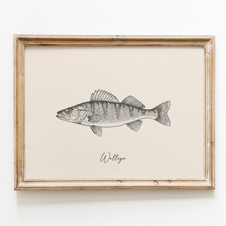 Op de afbeelding: Een ingelijste prent met een gedetailleerde zwart-wit illustratie van een snoekbaars. De vis is in profiel afgebeeld, met zichtbare schubben en vinnen. Het woord "Walleye" staat eronder in cursief. De lijst is lichtbruin.