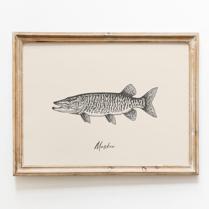 Op de afbeelding: Een ingelijste prent met een zwart-wit illustratie van een muskie-vis. De vis wordt in profiel getoond, waarbij de kenmerken worden benadrukt. Het woord "Muskie" staat eronder in cursief geschreven.