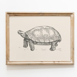 Schildkröte Vintage Print | Schildkröte Wand Kunst | Schildkröte Zeichnung | Antikes Vintage Gemälde | Bauernhaus Druck | Bauernhaus Dekor | Ländliche Wandkunst