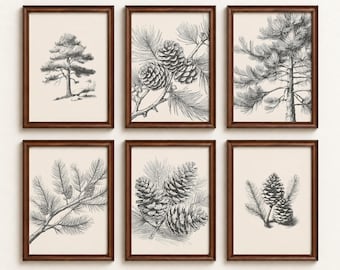 Pine Tree Prints - Set of 6 | Pine Cones Wall Art | Vintage Botanical Wall Art | Digital Download