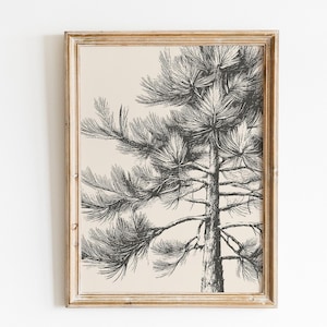 Vintage engraving style pine tree art print viewed from below on cream background in antique gold bamboo frame — cottagecore woodland digital download wall art.
