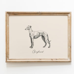 Dog Vintage Print | Greyhound Print | Dog Drawing | Farmhouse Print | Countryside Wall Art