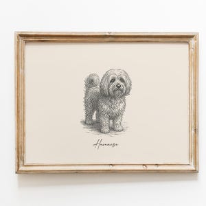 May include: A framed monochrome sketch of a Havanese dog. The dog is depicted standing, facing the viewer, with a fluffy coat and a curled tail. The word "Havanese" is written in cursive below the dog.