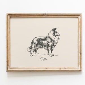 May include: A black and white line drawing of a Collie dog standing in a profile pose. The image is framed in a light wood frame and the word "Collie" is written below the dog.