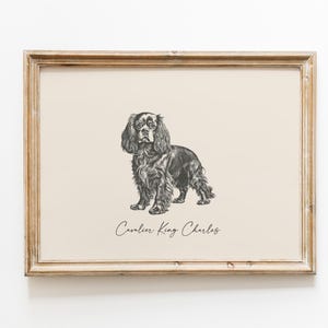 May include: A black and white illustration of a Cavalier King Charles Spaniel dog in a simple wooden frame.