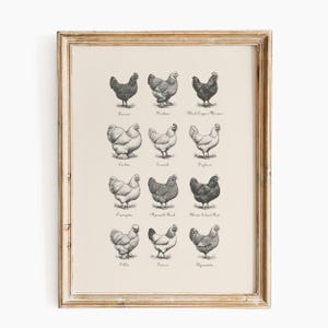 May include: A framed print featuring detailed illustrations of various chicken breeds, including Ancona, Brahma, and Black Copper Marans. The artwork is in black and white, with each chicken labeled with its breed name. The frame is a light, distressed wood.