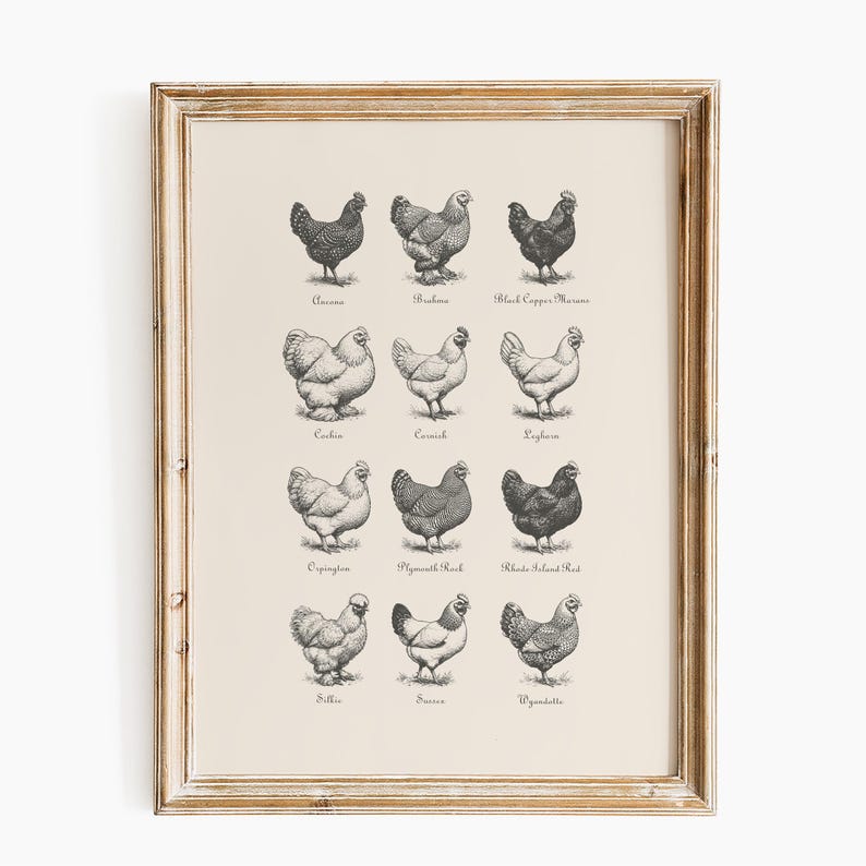 May include: A framed print featuring detailed illustrations of various chicken breeds, including Ancona, Brahma, and Black Copper Marans. The artwork is in black and white, with each chicken labeled with its breed name. The frame is a light, distressed wood.