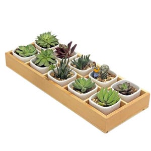May include: A wooden planter with twelve small square white ceramic pots, each holding a different succulent plant. The succulents vary in colour and shape, with a small figurine in one pot.