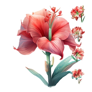 Amaryllis Watercolor Clipart Bundle – 20 JPG Floral Illustrations for Crafts & Decor