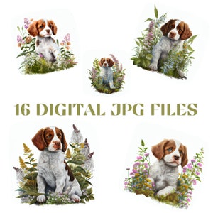 Brittany puppy illustration in beautiful digital watercolors