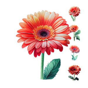 Clipart digital de aquarela de flor de gerbera, arte de parede para impressão de flor de gerbera, recurso de design, pacote de papel digital