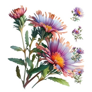 Clipart digital de aquarela de flor de aster, arte de parede para impressão de flor de aster, recurso de design, pacote de papel digital