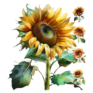 Clipart digital de aquarela de flor de girassol, arte de parede para impressão de flor de girassol, recurso de design, pacote de papel digital