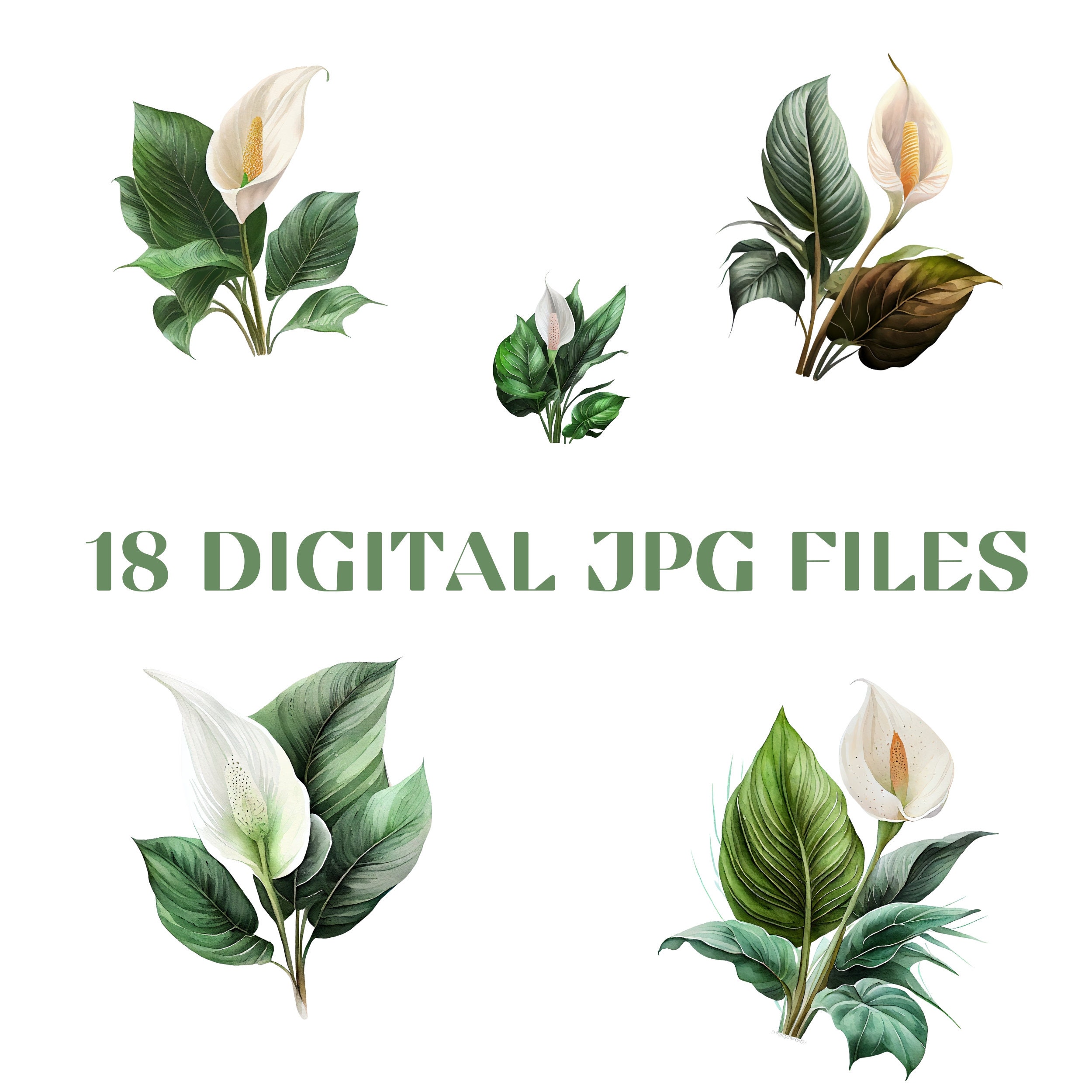Peace Lily Flower Digital Watercolor Clipart, Peace Lily Flower
