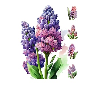 Clipart digital de aquarela de flor de jacinto, arte de parede para impressão de flor de jacinto, recurso de design, pacote de papel digital