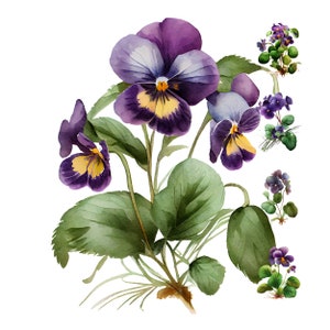 Veilchen Blume digitales Aquarell Clipart, Veilchen Blume druckbare Wandkunst, Design-Ressource, digitales Papier