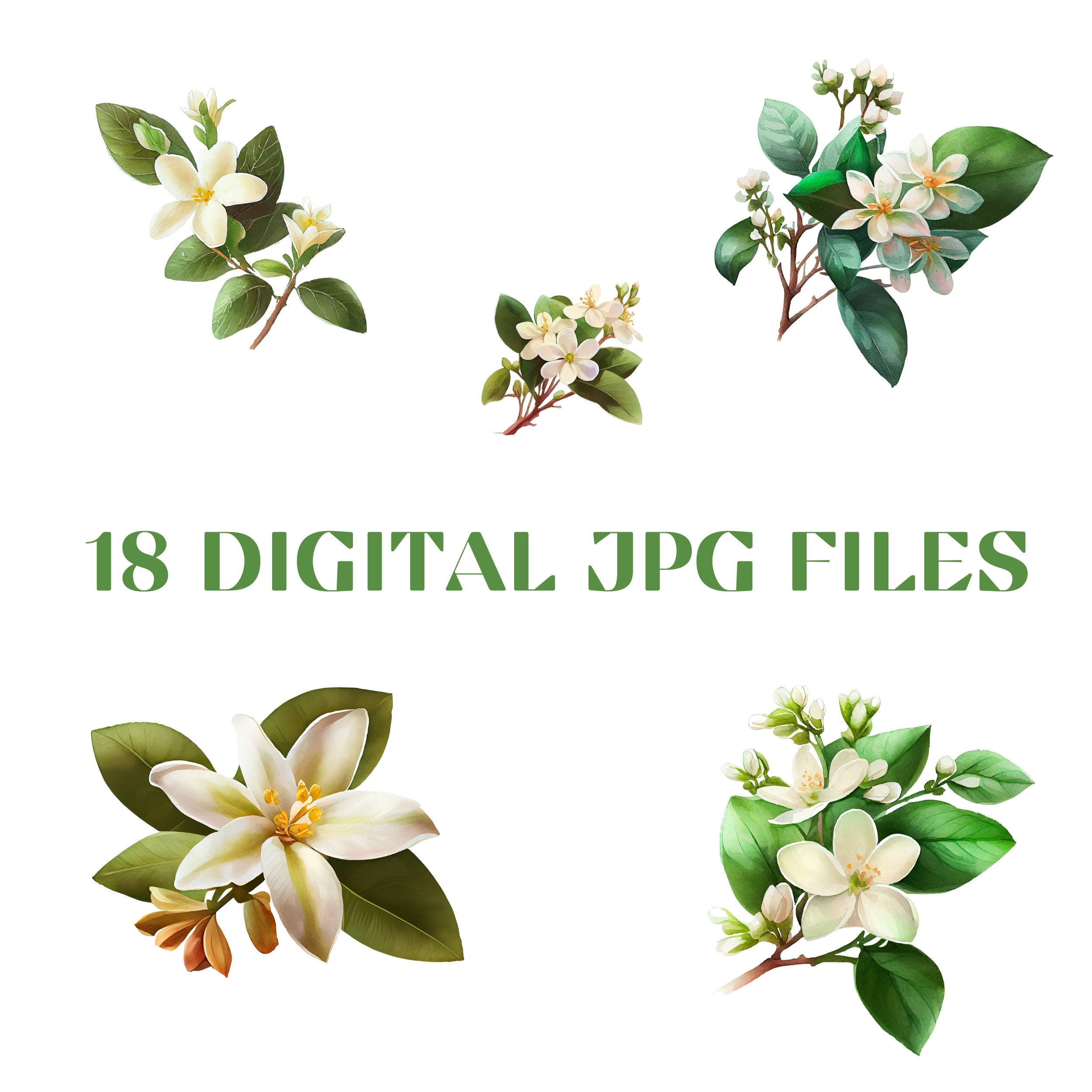 Jasmine Flower Watercolor Clipart Bundle - Etsy, image size:2500x2500