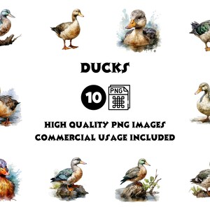 Ducks Clipart PNG – Cute Watercolor Duck Illustrations, Instant Download