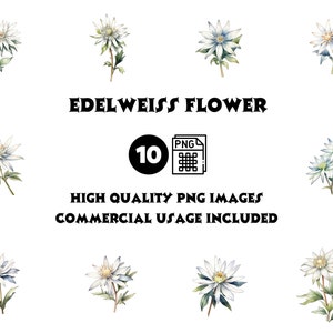 Edelweiss Flower Digital Watercolor Clipart, Edelweiss Flower Printable Wall Art, Design Resource, Digital Paper Pack