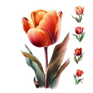 Tulp aquarel clipartbundel – 18 jpg-illustraties