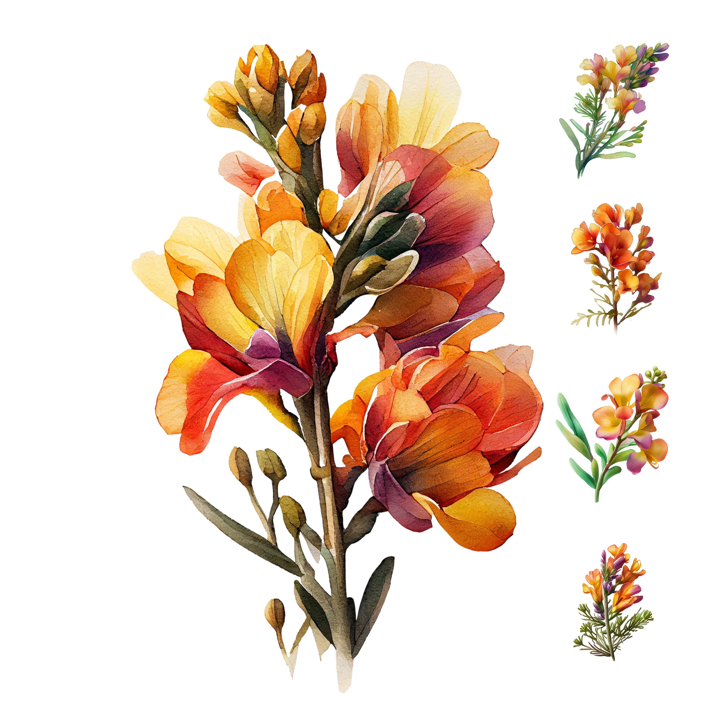 絵画 freesia  sizeF3 Freesia Watercolor Clipart – 19 Floral Pngs - Etsy