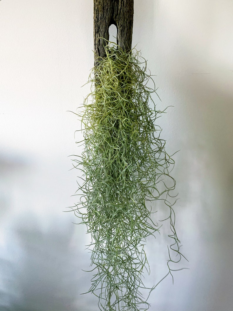 Spanish Moss air plant Tillandsia usneoides 50 cm long Etsy